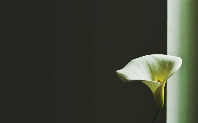 Best Supplements for Airedale Terriers 2026 — Joint, Gut, Coat & Calming Picks