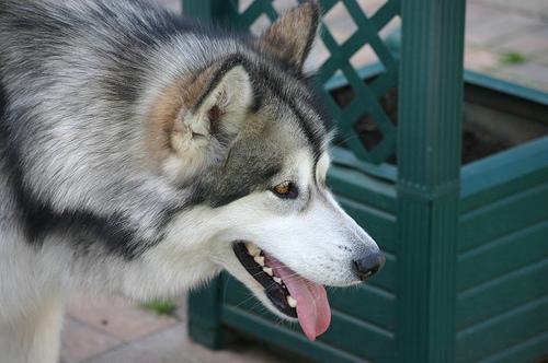 Best Supplements for Alaskan Malamutes 2026 — Joint, Gut, Coat & Calming Picks
