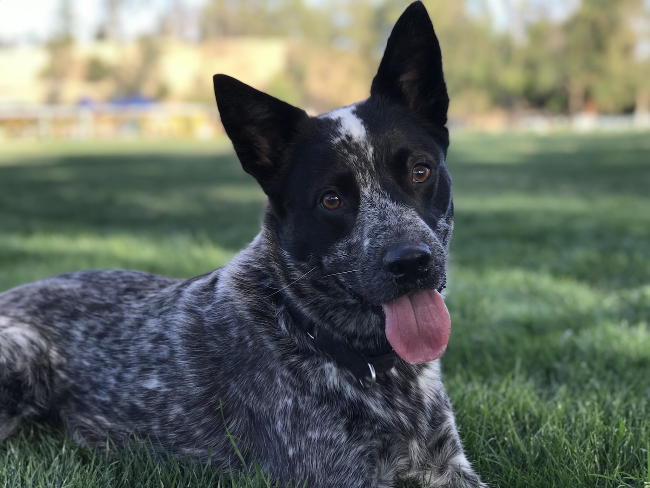 Best Supplements for Australian Cattle Dogs 2026 — Joint, Gut, Coat & Calming Picks
