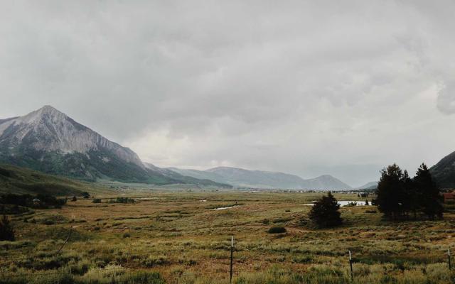 Best Supplements for Basset Hounds 2026 — Joint, Gut, Coat & Calming Picks