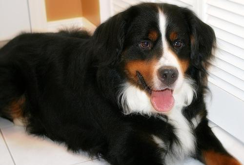 Best Supplements for Bernese Mountain Dogs 2026 — Joint, Gut, Coat & Calming Picks