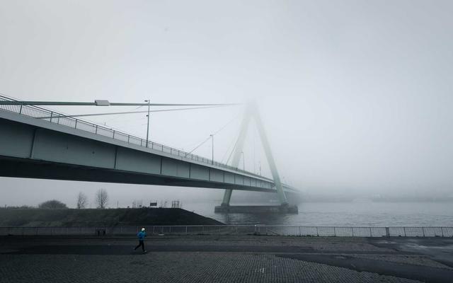 Best Supplements for Bichon Frises 2026 — Joint, Gut, Coat & Calming Picks