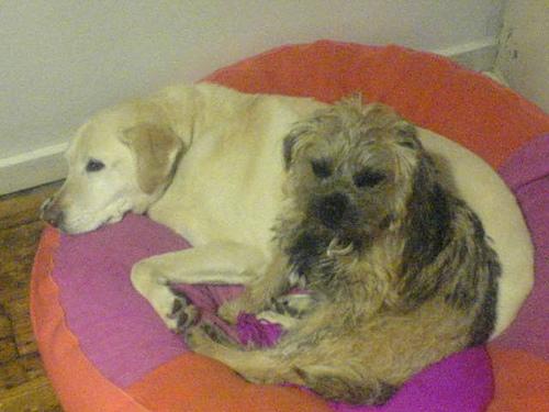 Best Supplements for Border Terriers 2026 — Joint, Gut, Coat & Calming Picks