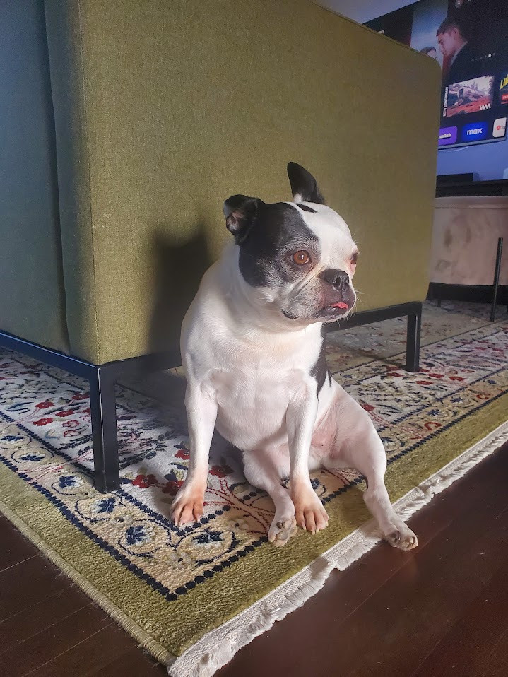 Best Supplements for Boston Terriers 2026 — Joint, Gut, Coat & Calming Picks