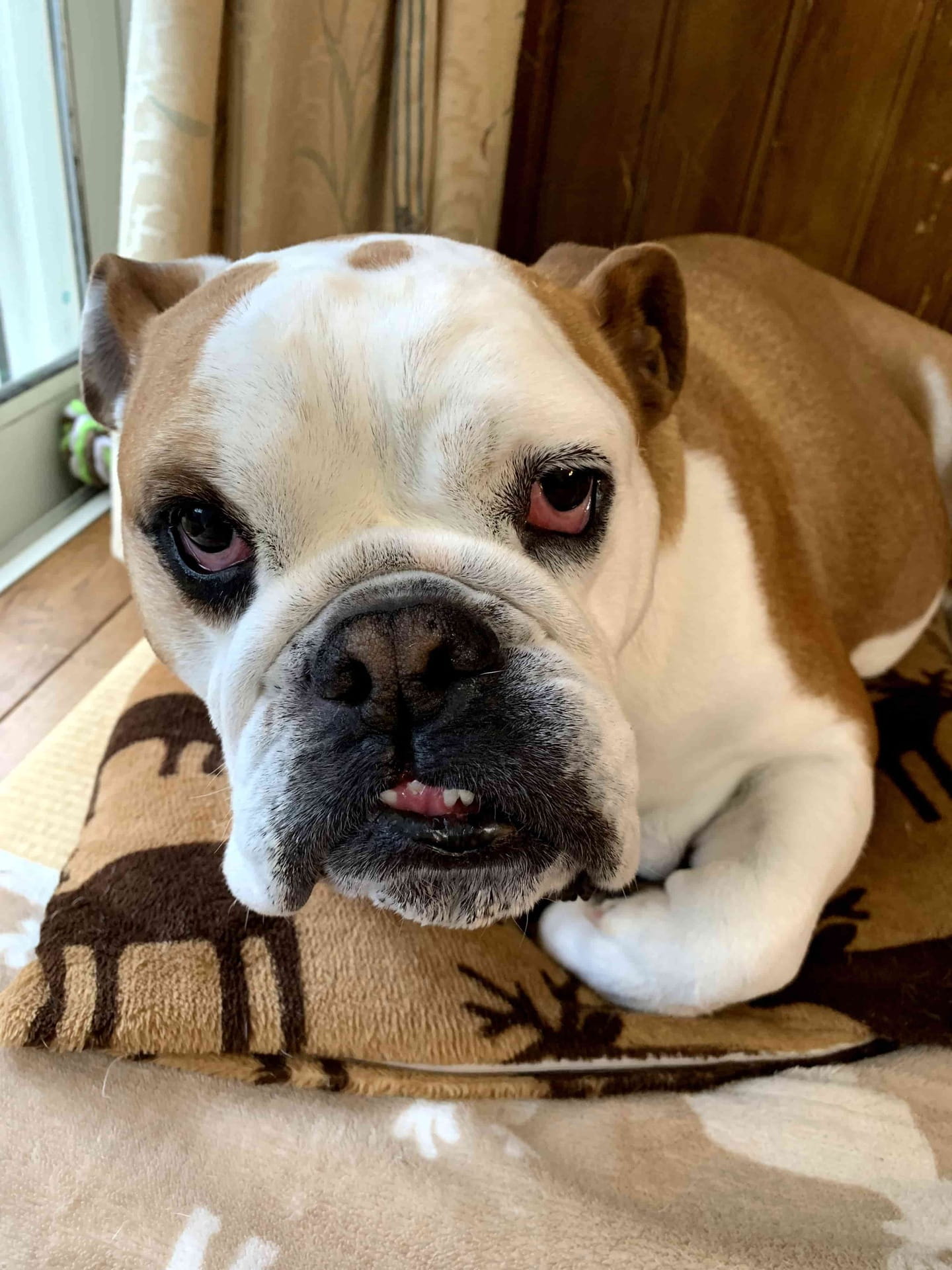 Best Supplements for American Bulldogs 2026 — Joint, Gut, Coat & Calming Picks