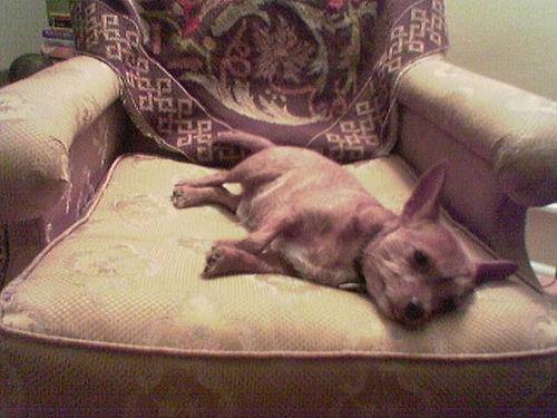 Best Supplements for Chihuahuas 2026 — Joint, Gut, Coat & Calming Picks