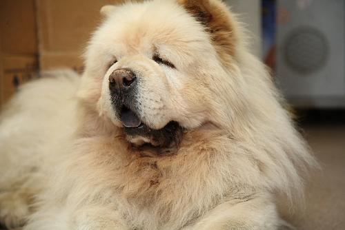 Best Supplements for Chow Chows 2026 — Joint, Gut, Coat & Calming Picks