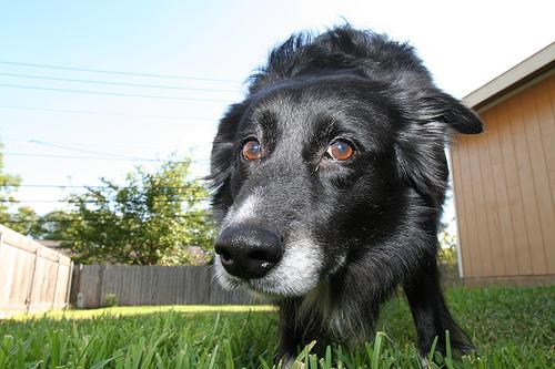 Best Supplements for Bearded Collies 2026 — Joint, Gut, Coat & Calming Picks