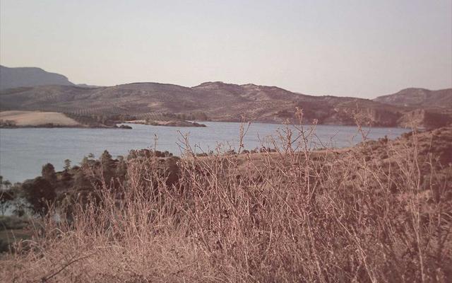 Best Supplements for Doberman Pinschers 2026 — Joint, Gut, Coat & Calming Picks