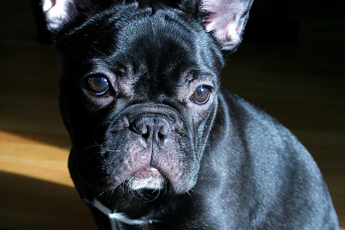 Best Supplements for French Bulldogs 2026 — Joint, Gut, Coat & Calming Picks