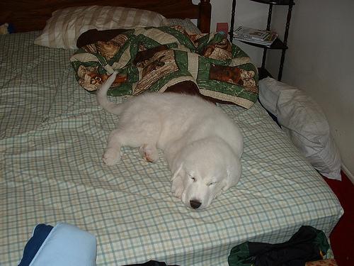 Best Supplements for Great Pyreneess 2026 — Joint, Gut, Coat & Calming Picks