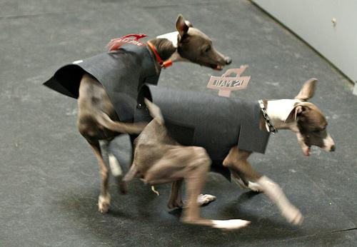 Best Supplements for Greyhounds 2026 — Joint, Gut, Coat & Calming Picks