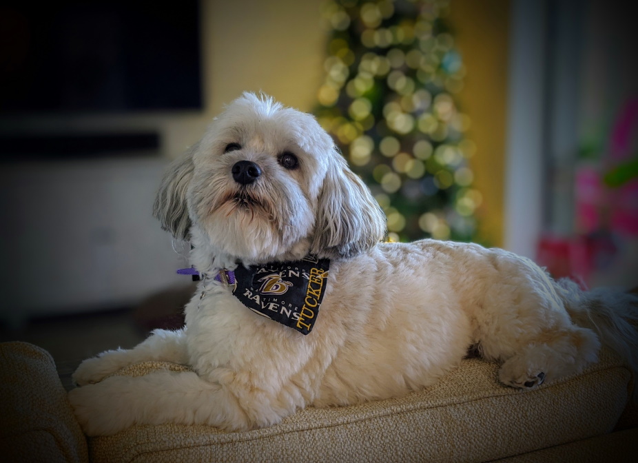 Best Supplements for Havaneses 2026 — Joint, Gut, Coat & Calming Picks