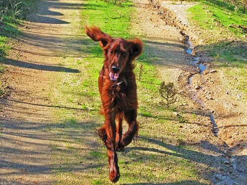 Best Supplements for Irish Setters 2026 — Joint, Gut, Coat & Calming Picks