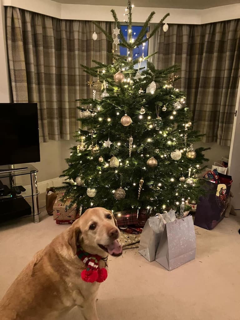 Best Supplements for Labrador Retrievers 2026 — Joint, Gut, Coat & Calming Picks