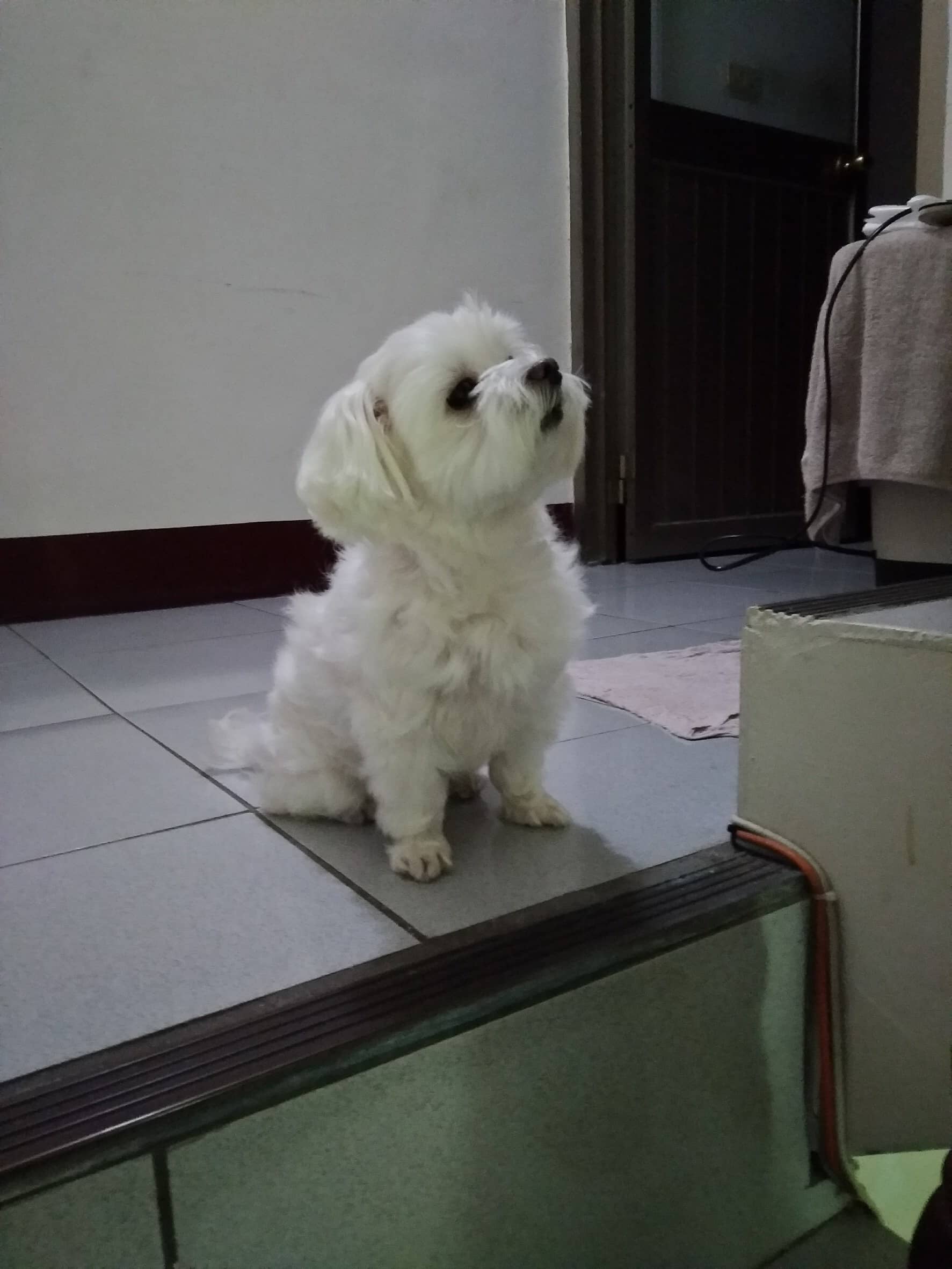 Best Supplements for Malteses 2026 — Joint, Gut, Coat & Calming Picks