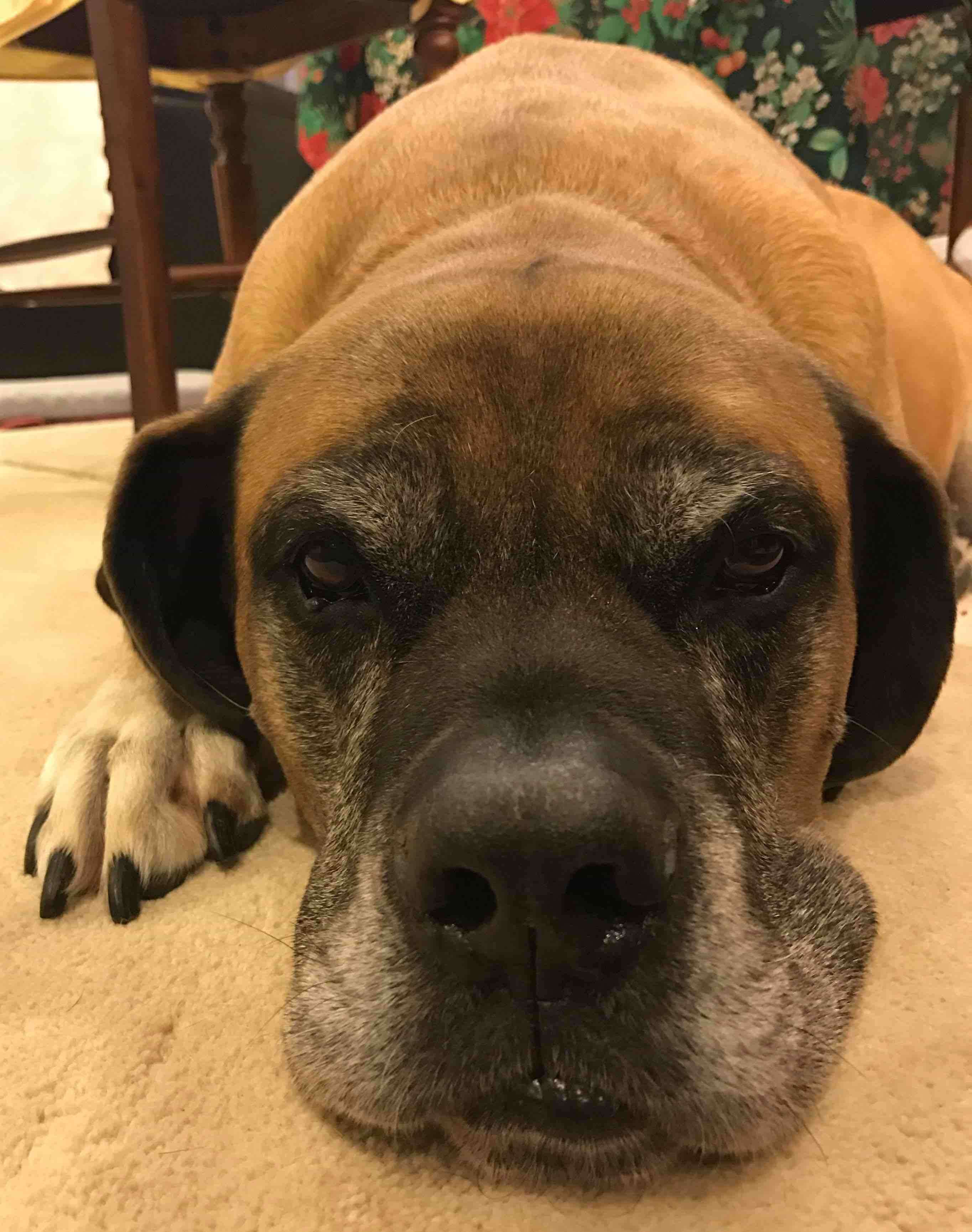 Best Supplements for Bullmastiffs 2026 — Joint, Gut, Coat & Calming Picks