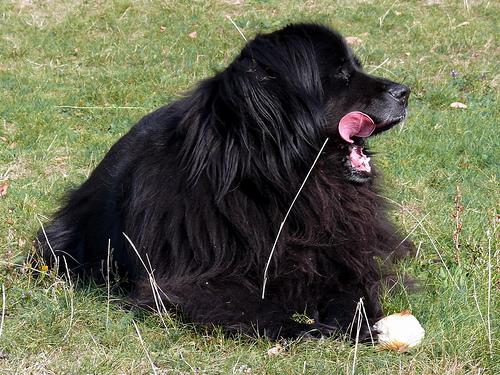 Best Supplements for Newfoundlands 2026 — Joint, Gut, Coat & Calming Picks