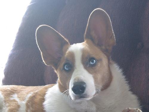 Best Supplements for Pembroke Welsh Corgis 2026 — Joint, Gut, Coat & Calming Picks