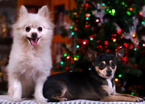 Best Supplements for Pomeranians 2026 — Joint, Gut, Coat & Calming Picks