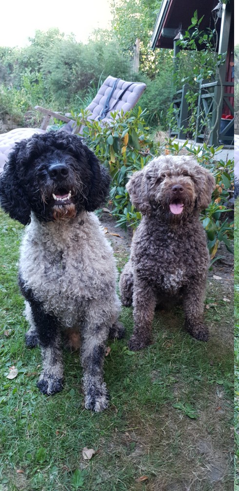 Best Supplements for Portuguese Water Dogs 2026 — Joint, Gut, Coat & Calming Picks