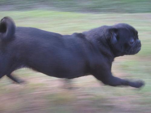 Best Supplements for Pugs 2026 — Joint, Gut, Coat & Calming Picks