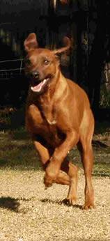 Best Supplements for Rhodesian Ridgebacks 2026 — Joint, Gut, Coat & Calming Picks