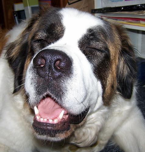 Best Supplements for Saint Bernards 2026 — Joint, Gut, Coat & Calming Picks