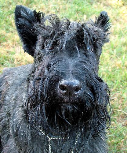 Best Supplements for Scottish Terriers 2026 — Joint, Gut, Coat & Calming Picks