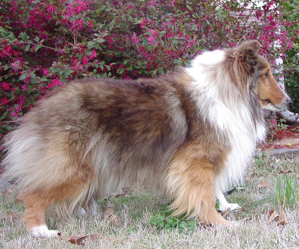 Best Supplements for Shetland Sheepdogs 2026 — Joint, Gut, Coat & Calming Picks