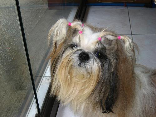 Best Supplements for Shih Tzus 2026 — Joint, Gut, Coat & Calming Picks