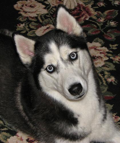 Best Supplements for Siberian Huskys 2026 — Joint, Gut, Coat & Calming Picks