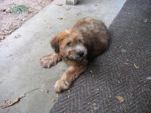 Best Supplements for Soft Coated Wheaten Terriers 2026 — Joint, Gut, Coat & Calming Picks