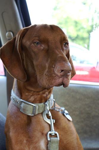 Best Supplements for Vizslas 2026 — Joint, Gut, Coat & Calming Picks
