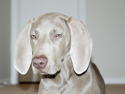 Best Supplements for Weimaraners 2026 — Joint, Gut, Coat & Calming Picks