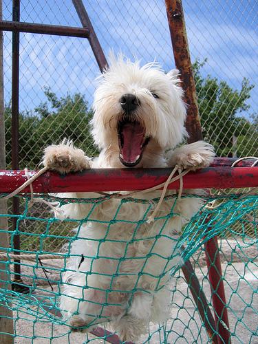 Best Supplements for West Highland White Terriers 2026 — Joint, Gut, Coat & Calming Picks