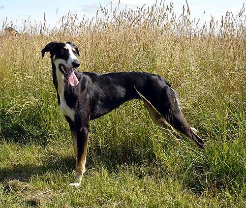 Best Supplements for Whippets 2026 — Joint, Gut, Coat & Calming Picks